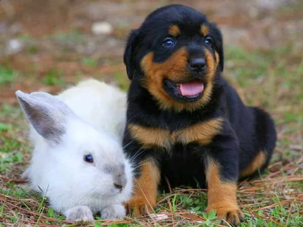 regalo cuccioli di rottweiler cuccioli