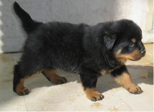 regalo cuccioli di rottweiler maschio e femmina!!