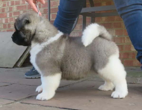 regalo cuccioli di akita inu disponibili per l'adozione