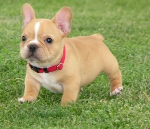 cuccioli di bulldog francese per l'adozione bellissimi cuccioli disponibili, sesso:  maschi e  femmi