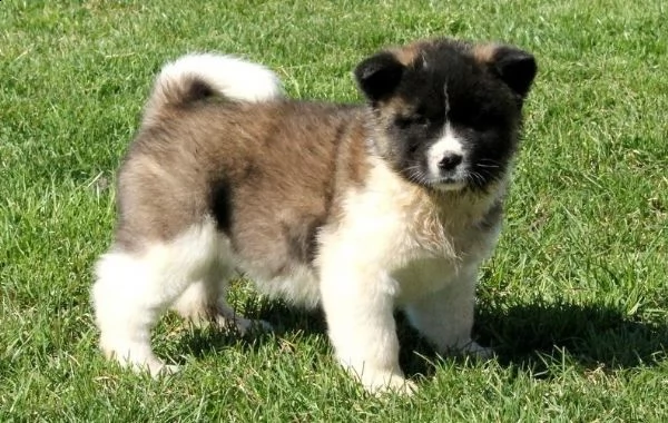 regalo cuccioli di akita inu disponibili per l'adozione