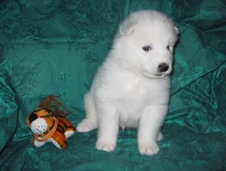 disponibili cuccioli champion kc samoyed