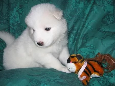 disponibili cuccioli champion akc samoyed