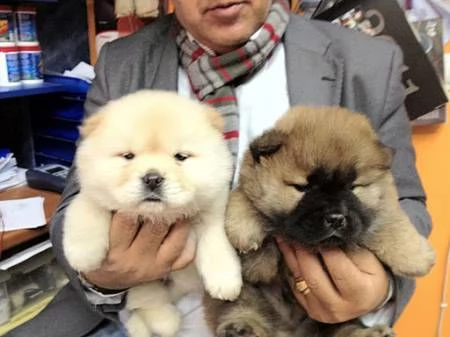 regalo cuccioli di chow chow femminucce e maschietti 