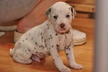 regalo maschio libero di qualità e femmina cuccioli di dalmata di reinserimento.