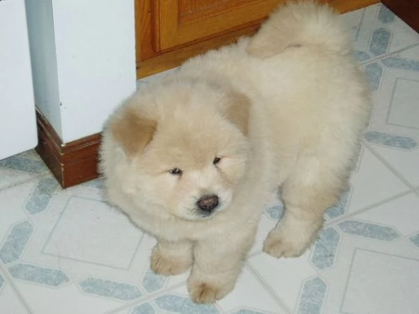 regalo maschio libero di qualità e femmina cuccioli di chow chow di reinserimento.