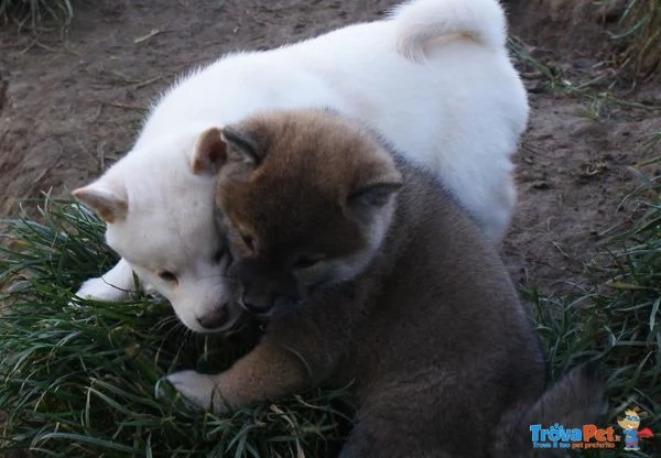 adozione cucciolata di shiba inu