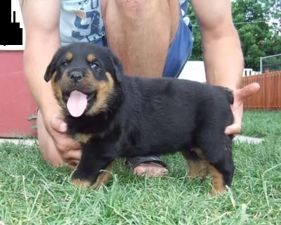 cuccioli di rottweiler . abbiamo un maschio e due femmine