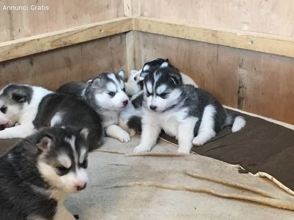 regalo cuccioli di husky siberiano  maschi e femmina.  