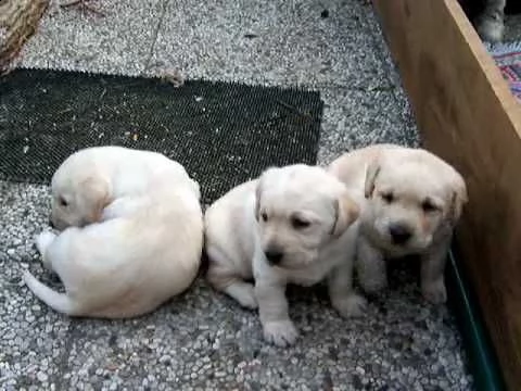 regalo labrador cioccolato cuccioli!!