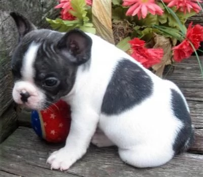 regalo disponibili cuccioli di bouledogue francese!!