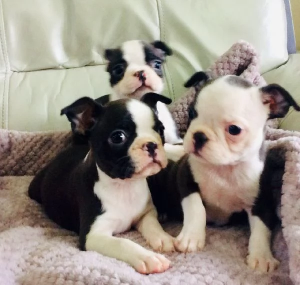 cuccioli di boston terrier