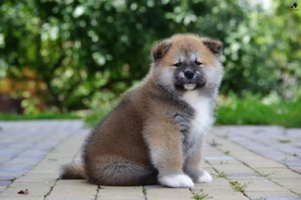 akita inu giaponesi | Foto 0