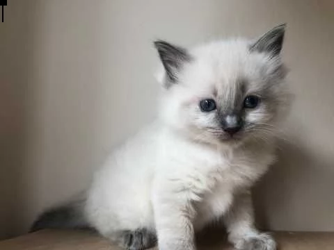 gattini ragdoll di 75 giorni