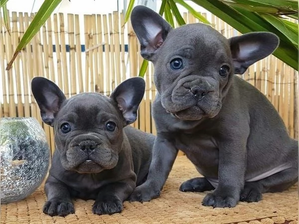 cuccioli obbedienti di bulldog francese maschio e femmina per una famiglia amorevole e premurosa