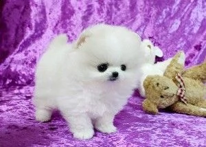 disponibili bellissimi cuccioli di pomerania