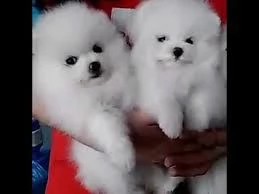 pom pom per tazza da tè micro bear beautiful disponibile! cuccioli pomerania allevati a casa sani di