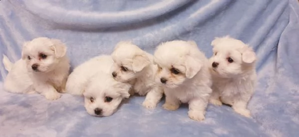  bellissimi cuccioli foxy maltese pronti ora