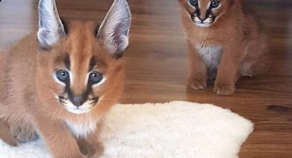 gattini caracal disponibili con documenti in regole.