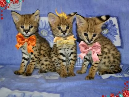 disponibili gatti serval e savannah