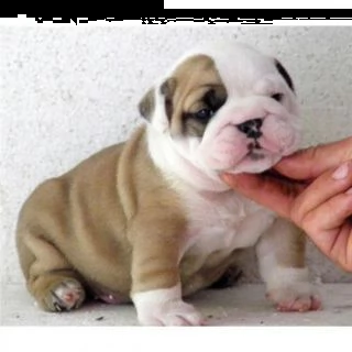 bulldog inglese cuccioli per adozione,