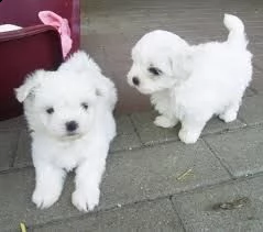 cuccioli maltesi super adorabili super adorabili cuccioli maltesi.