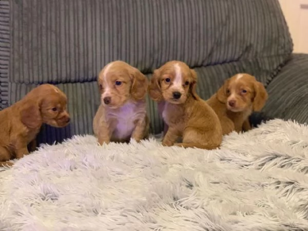 cuccioli di cocker spaniel tipo spettacolo mozzafiato