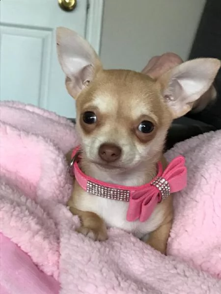 cuccioli di chihuahua molto piccoli