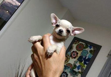 chihuahua mini toy