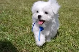 maltese bianco puro pronto per la nuova casa | Foto 0