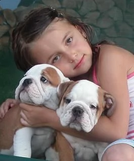 adorabili cuccioli di bulldog inglese femminucce e maschietti disponibili per l'adozione gratuita i  | Foto 0