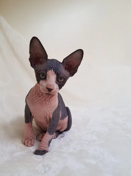 affettuosi gattini sphynx canadian | Foto 0