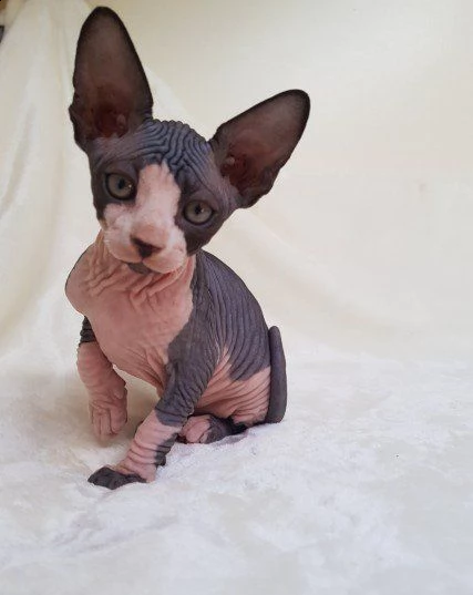 affettuosi gattini sphynx canadian