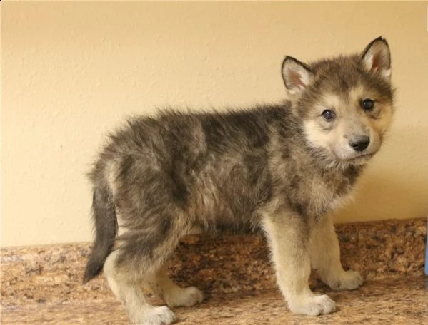 cane lupo cecoslovacco di 3 mesi | Foto 0