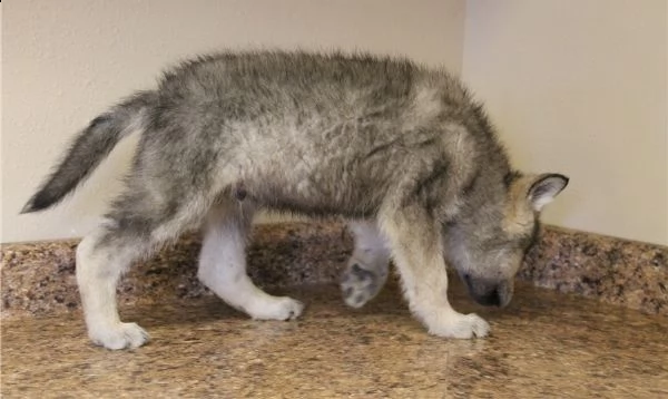 cane lupo cecoslovacco di 3 mesi