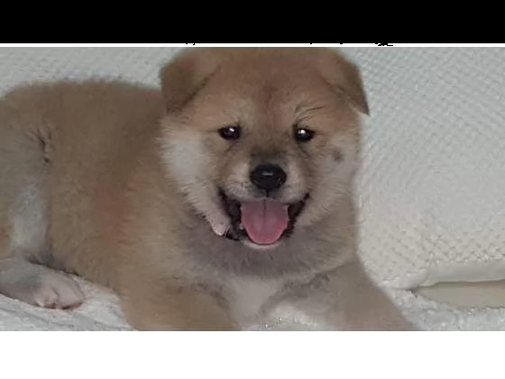 regalo cuccioli di akita inu disponibili per l'adozione