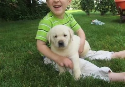 regalo labrador cuccioli disponibile per l'adozione..