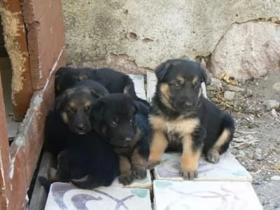 regalo cuccioli pastore tedesco maschio e femmina