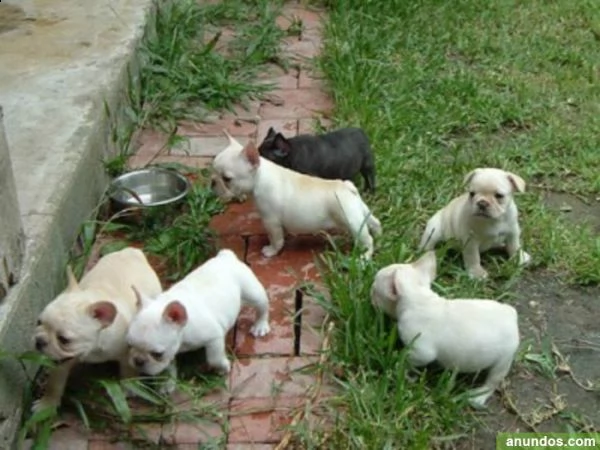 regalo cuccioli di bouledogue francese maschio e femmina