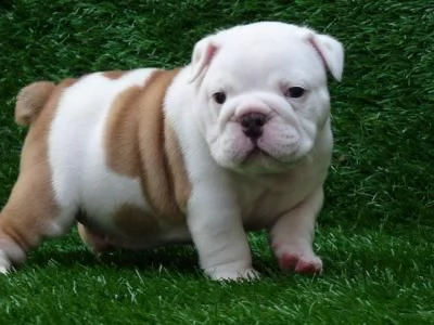 cucciolo di bulldog inglese