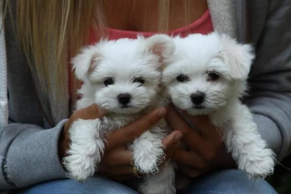 regalo maltese toy cuccioli disponibile per l'adozione adorabili