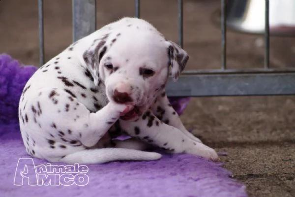 regalo cuccioli di dalmata femminucce e maschietti 