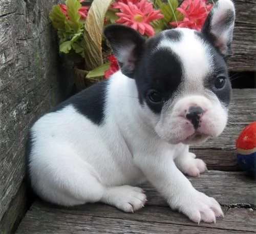 regalo cuccioli di bouledogue francese maschio e femmina