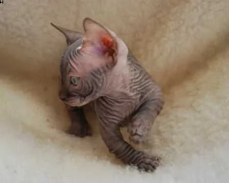 gattini canadian sphynx | Foto 0