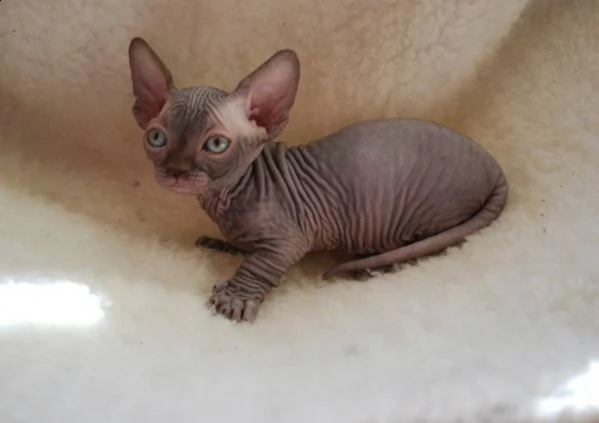 gattini canadian sphynx