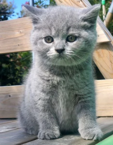 meravigliosi british shorthair