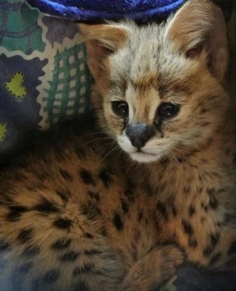 savannah e serval gattini