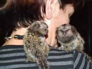 scimmie pigmei marmoset disponibili        