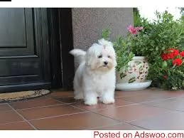 adorabili cuccioli maltesi eccezionali adorabili cuccioli maltesi eccezionali