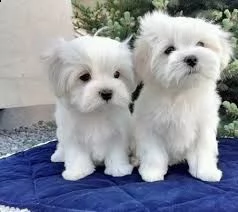 top of the line cuccioli maltesi eccezionali. i nostri cuccioli sono molto gentili, affascinanti e g